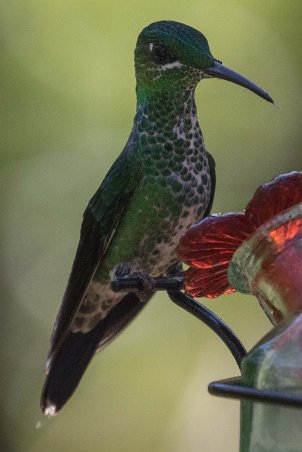 Green-crowned Brillant Kolibri, Green-crowned Brillant, hona.