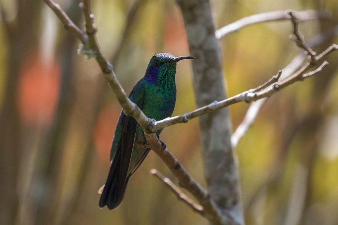 Lesser Violetear Kolibri, Lesser Violetear, i Chinchona.