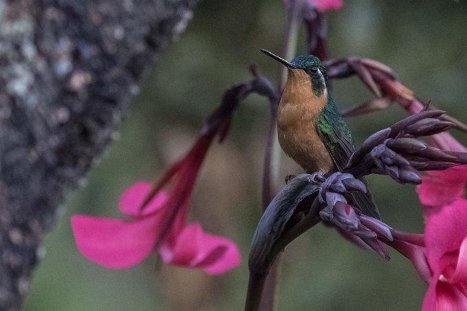 Purpel-throated Mountain-gem Kolibri, Purpel-throated Mountain-gem, i La Amistad