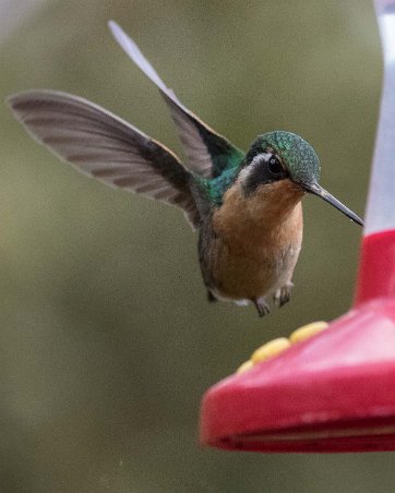 Purpel-throated Mountain-gemKolibri Kolibri, Purpel-throated Mountain-gem, i La Amistad