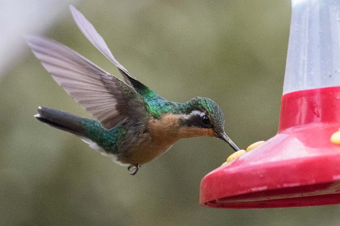 Purpel-throated Mountain-gemKolibri Kolibri, Purpel-throated Mountain-gem, i La Amistad