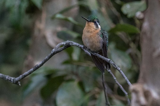 Purpel-throated Mountain-gem Kolibri, Purpel-throated Mountain-gem, i La Amistad