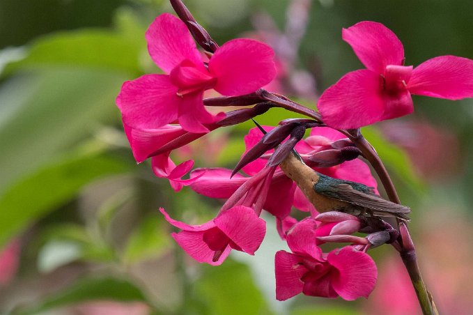 Purple-throated Monmutain-gem Kolibri, Purple-throated Monmutain-gem, vid Savegre Lodge