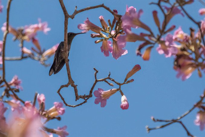 Kolibri Kolibri i Colorado