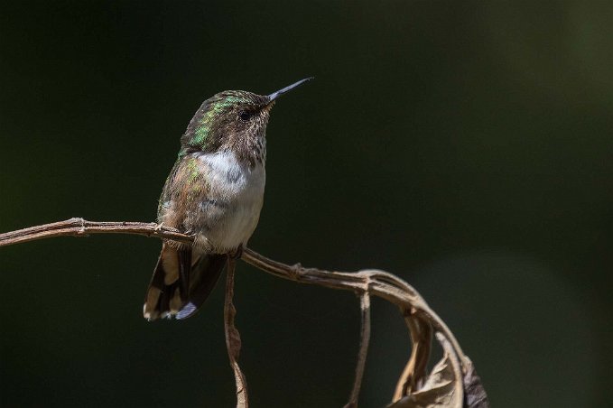 Scintillant Hummingbird Kolibri, Scintillant Hummingbird, vid Quetsals Paradise.