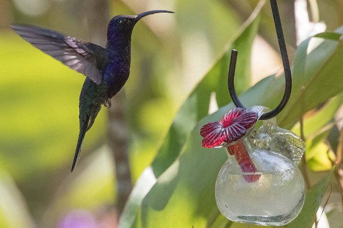 Violet sabrewing Kolibri, Violet sabrewing, hane, i Chinchona.