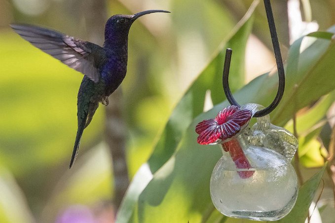 Violet sabrewing Kolibri, Violet sabrewing, hane, i Chinchona.