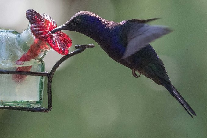 Violet sabrewing Kolibri, Violet sabrewing, hane, i Chinchona.