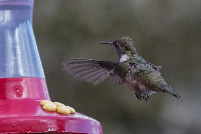 Kolibri Kolibri i La Amistad