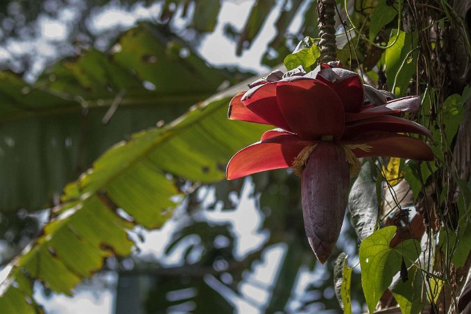 Bananblomma Bananblomma i Carara nationalpark.