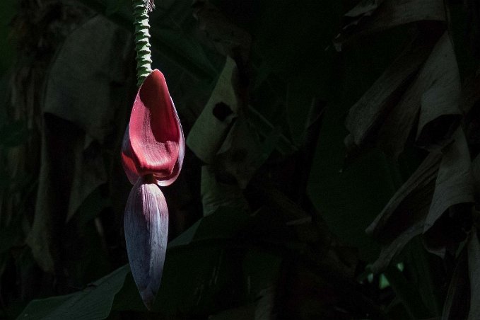 Bananblomma Bananblomma i Carara nationalpark.