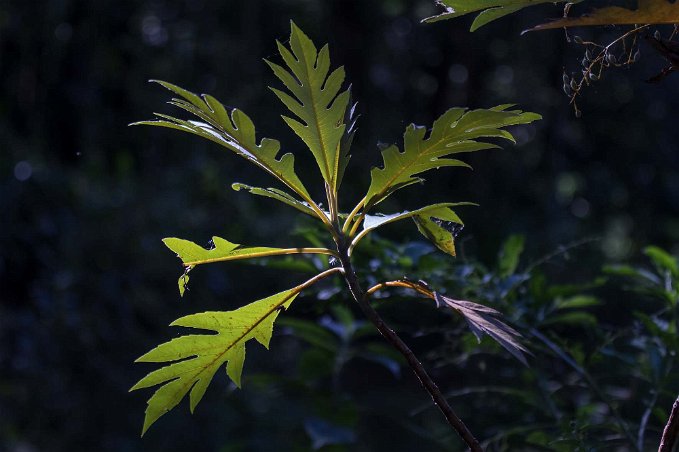 Bladverk Bladverk i regnskogen ovan Coto Brus Camp.