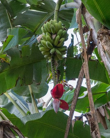 Blommande bananträd Blommande bananträd i Carara nationalpark.