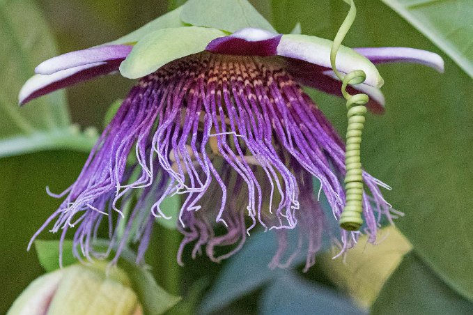 Doftpassiosnblomma Doftpassionsblomma (Passiflora alata). Den odlas kommersiellt för sina frukter. Arten är en mångformig, storväxt lian (Wikipedia).