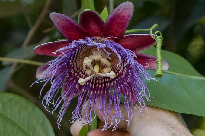 Doftpassionsblomma Doftpassionsblomma (Passiflora alata). Den odlas kommersiellt för sina frukter. Arten är en mångformig, storväxt lian (Wikipedia).