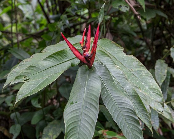 Ginger-blomma Ginger, vars rot används som naturläkemedel. – plåtad regnskogen i La Selva.