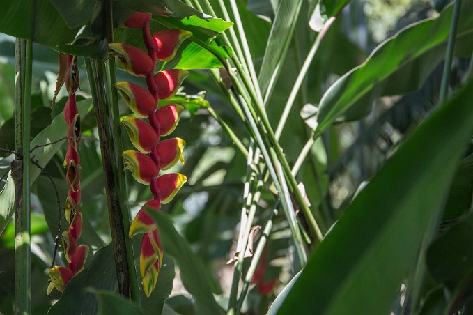 Hummerklo Hummerklo (Heliconia. rostrata) Hummerklosläktet är det enda släktet i familjen hummerkloväxter (Heliconiaceae) med 100–200 arter.