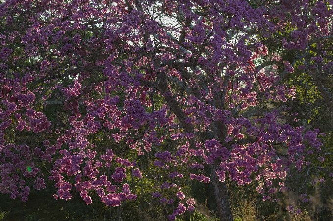 Morgonsol i Savann-Oak Morgonsolen skiner genom en savann-ek i Ensenada.