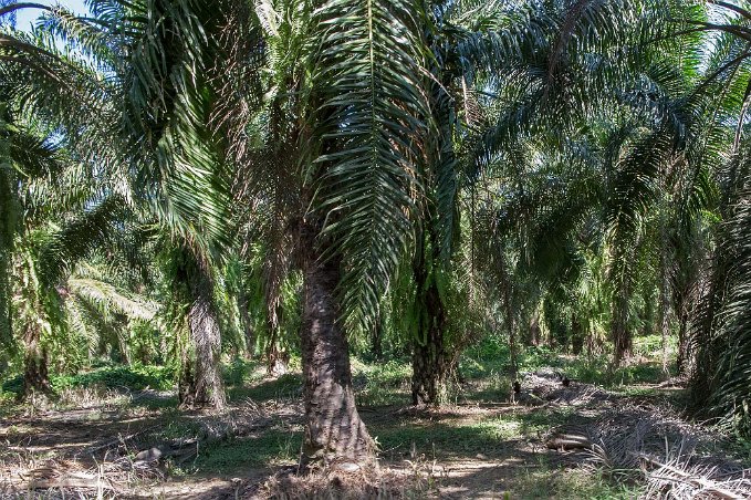 Oljepalmer En av flera stora oljepalmodlingar längs kusten söderut mot Panama-gränsen