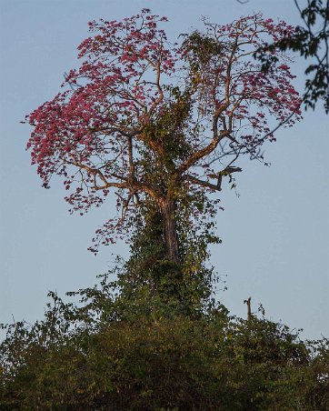 Savanna Oak Savanna Oak ((Quercus rubra) vid salinerna i Clorado.