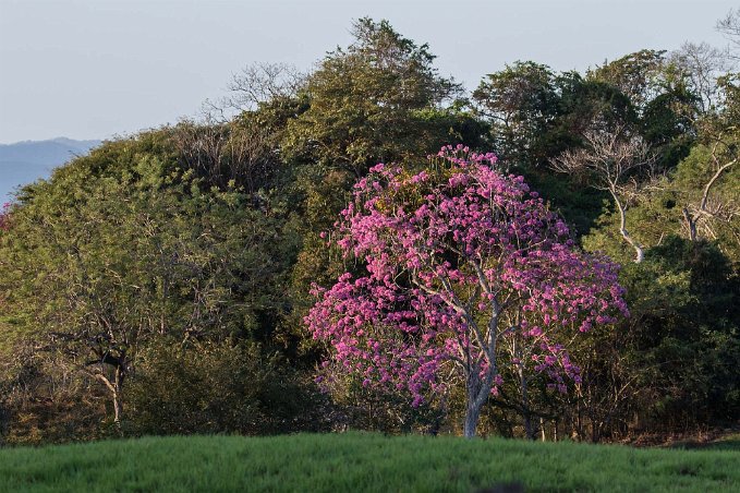 Savann-Oak Savann-ek i Ensenada