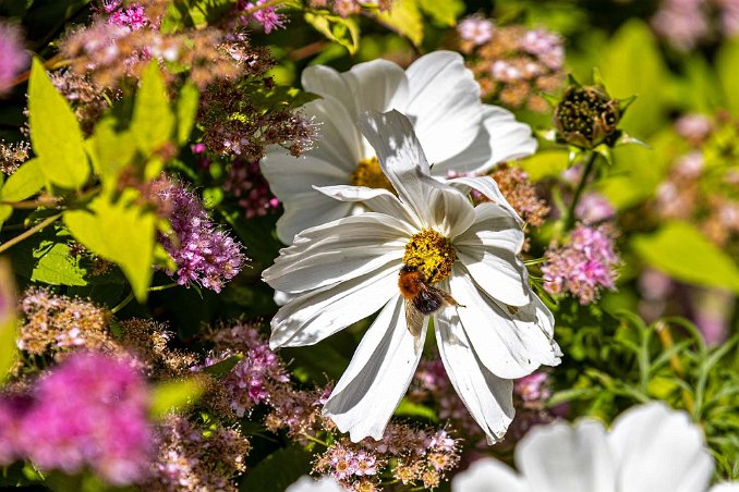 Haikko herrgård Hushumla i blomrabatt vid Haikko herrgård.