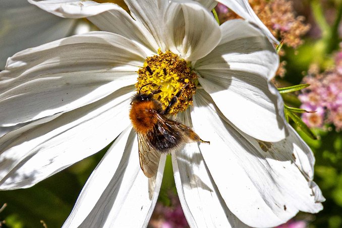 Haikko herrgård Hushumla i blomrabatt vid Haikko herrgård.