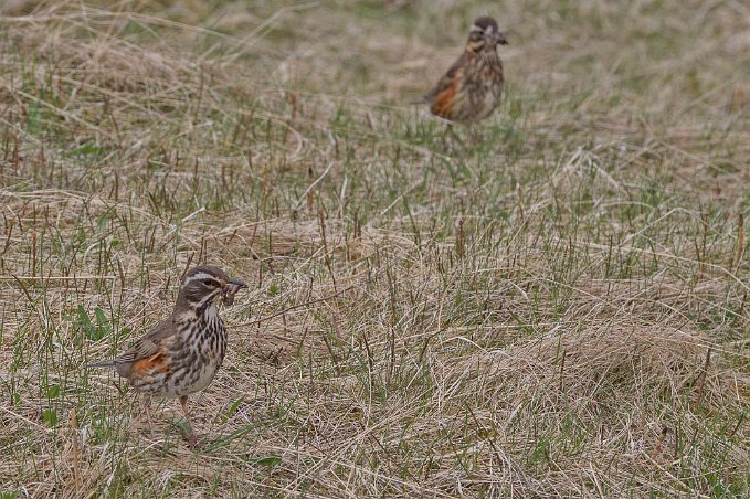 Rödvingetrast (Turdus iliacus) Rödvingetrast i naturreservatet Thingvellir.