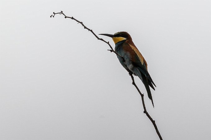 Biätare Biäater (Merops apiaster) vid Vanderhof Guesthouse i Windhoek.