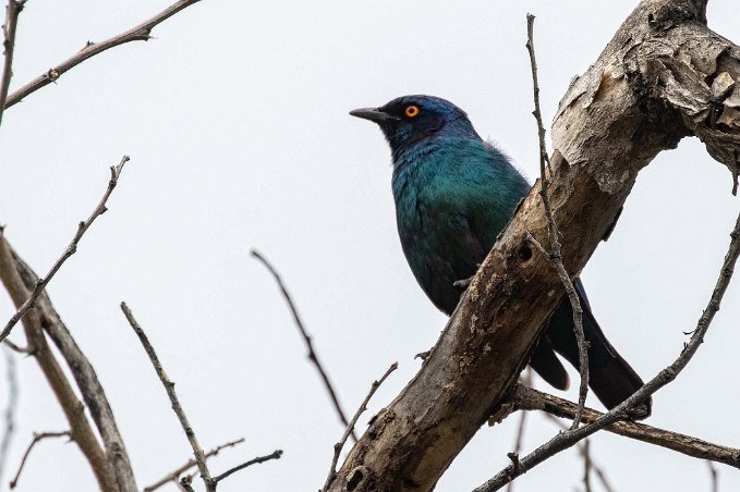 Blåkindad glansstare Blåkindad glansstare (Lamprotornis chalybaeus) vid Vanderhof Guesthouse i Windhoek.