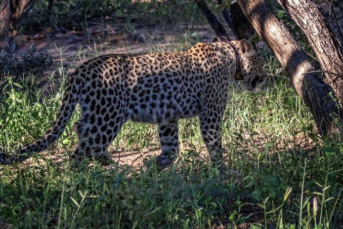 Leopard Leopard, hona 2 år gammal, i Okonjima naturreservat.