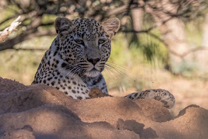 Leopard Leopard, hona 2 år gammal, i Okonjima naturreservat.