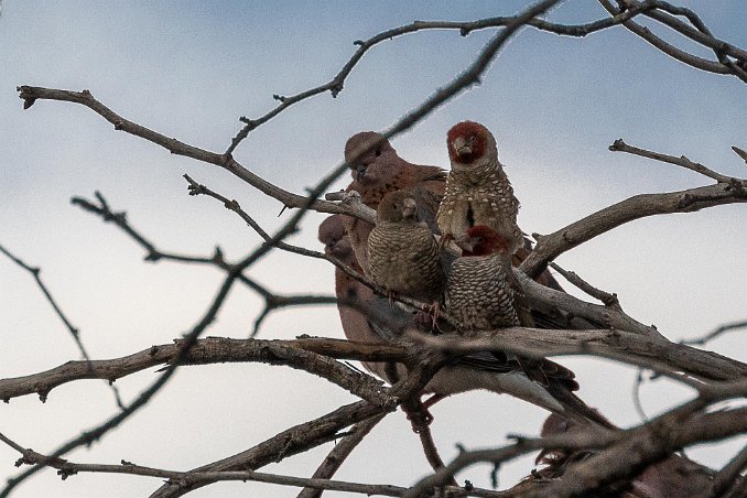 Rödhuvad amadin Rödhuvad amadin (Amadina erythrocephala) och Palmduva vid Vanderhof Guesthouse i Windhoek.