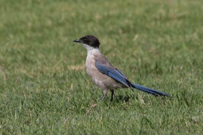 Blåskata Blåskata (Cyanopica cyanus eller Cyanopica cyana) vid golfbana utanför Logo