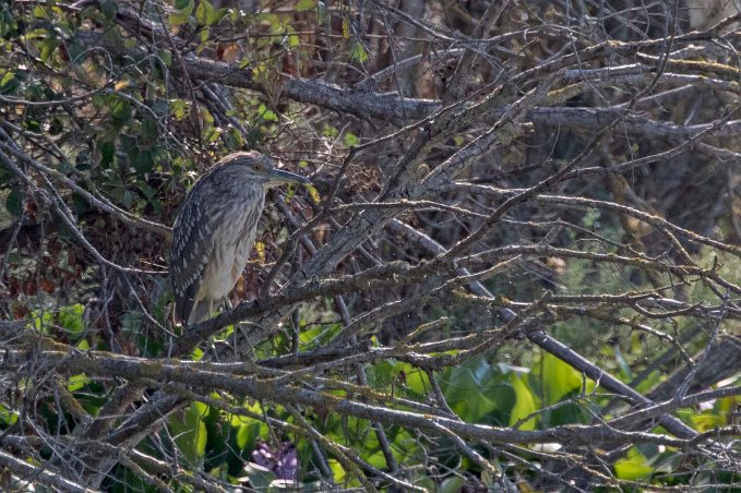 Natthäger Natthäger juvenil (Nycticorax nycticorax). Nattaktiv och sover på dagen tillsammans med andra fåglar i trädkronor. Födosöker genom att stå still vid...