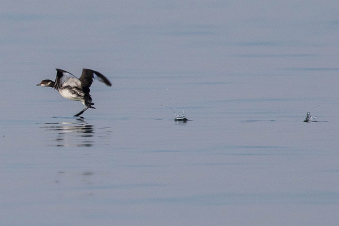 Svarthalsad dopping Svarthalsad dopping (Podiceps nigricollis) i deltat vid Olhao. Den är något mindre än svarthakedoppingen och har en knubbig kropp, fluffiga fjädrar baktill,...