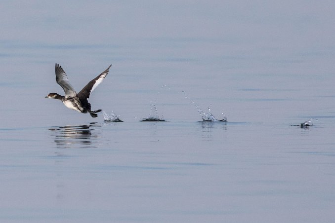 Svarthalsad dopping Svarthalsad dopping (Podiceps nigricollis) i deltat vid Olhao. Den är något mindre än svarthakedoppingen och har en knubbig kropp, fluffiga fjädrar baktill,...