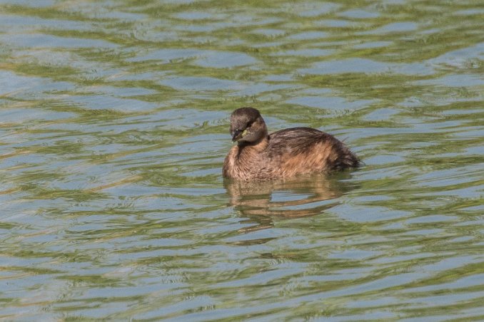 Smådopping Smådopping (Tachybaptus ruficollis) i våtmark utanför Lagho är den minsta doppingen i Europa. är bunden till vattnet och är bara uppe på land under häckningen....