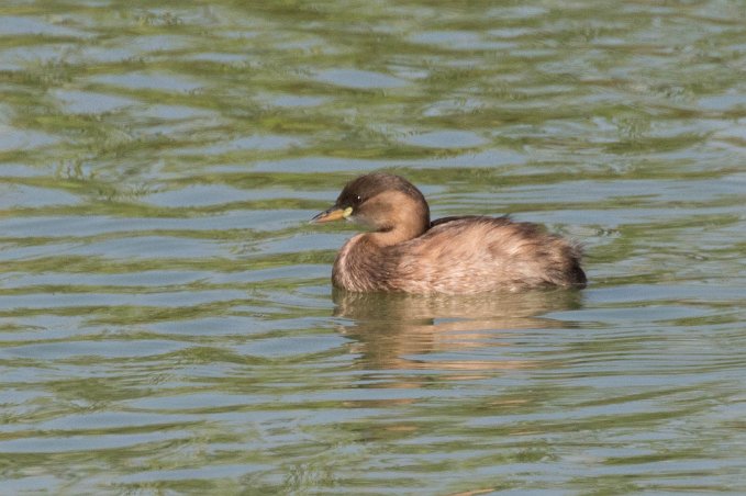 Smådopping i Lago 15092619-2 Smådopping (Tachybaptus ruficollis) i våtmark utanför Lagho är den minsta doppingen i Europa. är bunden till vattnet och är bara uppe på land under häckningen....