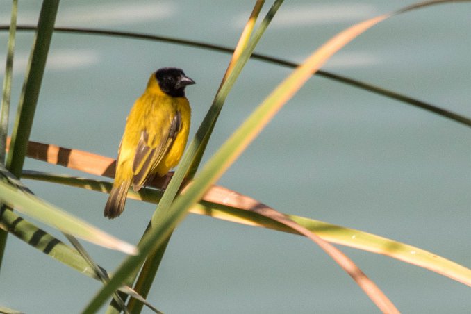 Svarthuvad vävare Svarthuvad vävare (Ploceus melanocephalus) i våtmark utanför Lago