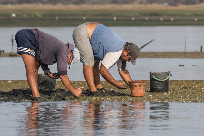 Musselplockare Musslor skördas på Guadianaflodens strand innan flod.