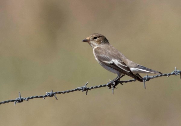 Fåglar, insekter, växter