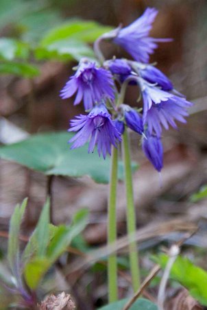 Alpklocka (Soldanella alpina)