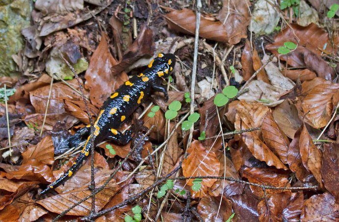 Eldsalamander (Salamandra salamandra)