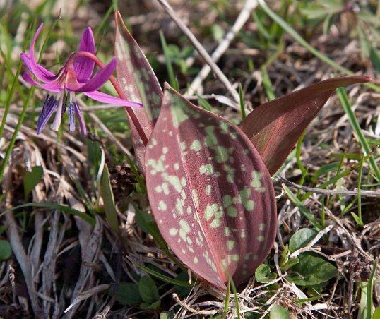 Hundtandlilja (Erythronium dens-canis) med blad