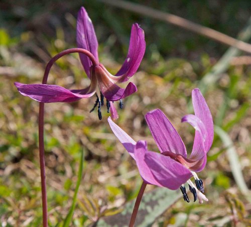 Hundtandlilja (Erythronium dens-canis)