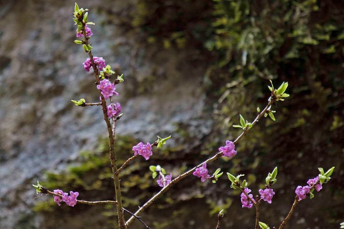 Tibast (Daphne mezereum)