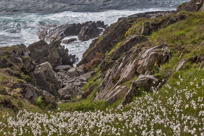 Blommor och vågor vid Storevika