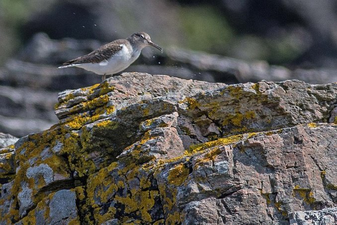 Drillsnäppa (Common sandpiper)