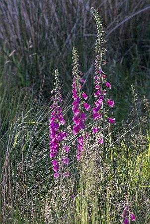 Fingeborgsblomma (Digitalis)